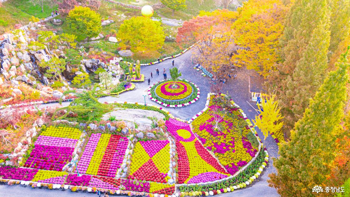 아산 가볼만한곳 피나클랜드 국화축제 소개