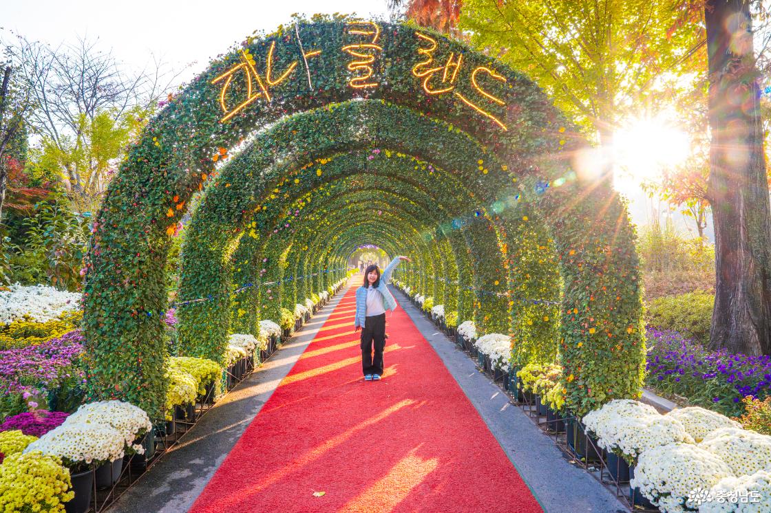 아산 가볼만한곳 피나클랜드 국화축제 소개