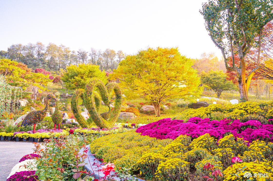 아산 가볼만한곳 피나클랜드 국화축제 소개