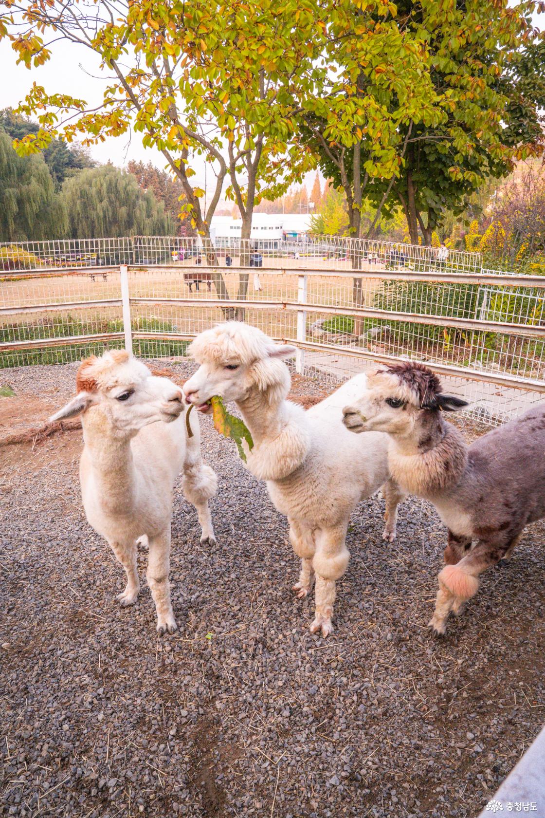아산 가볼만한곳 피나클랜드 국화축제 소개
