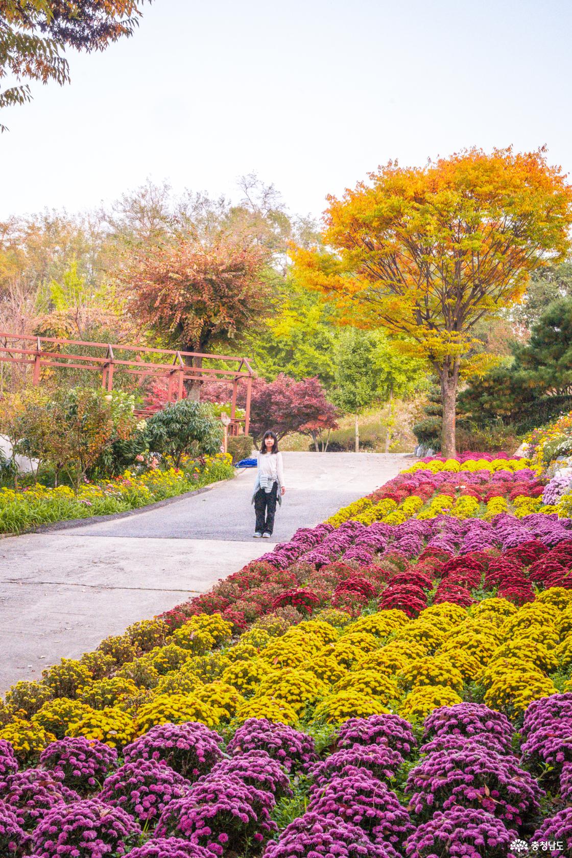 아산 가볼만한곳 피나클랜드 국화축제 소개