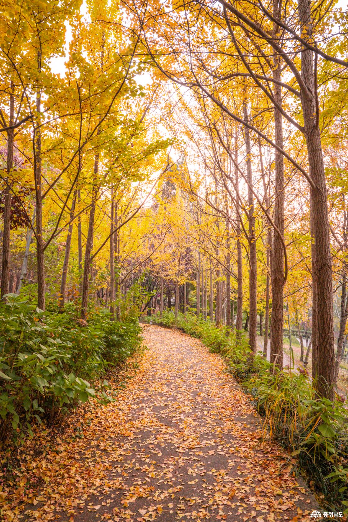 아산 가볼만한곳 피나클랜드 국화축제 소개