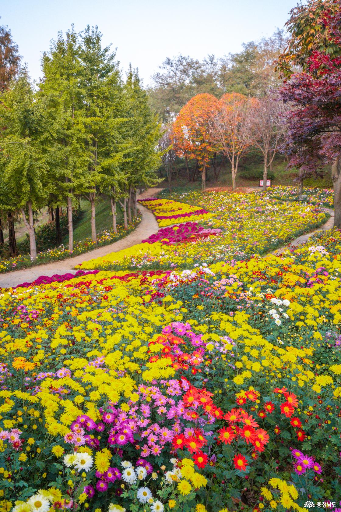 아산 가볼만한곳 피나클랜드 국화축제 소개