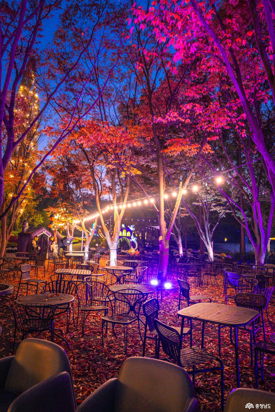 아산 가볼만한곳 피나클랜드 국화축제 소개