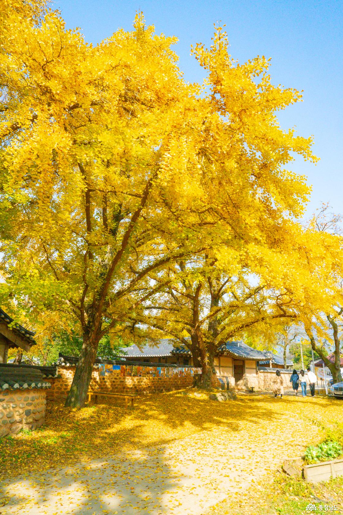 보령 청라은행마을 가을의 전설 시작