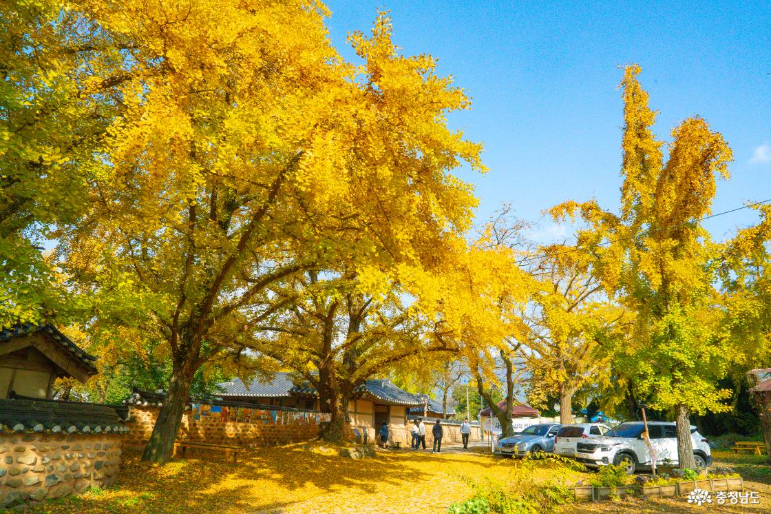 보령 청라은행마을 가을의 전설 시작