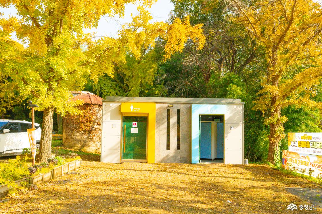 보령 청라은행마을 가을의 전설 시작