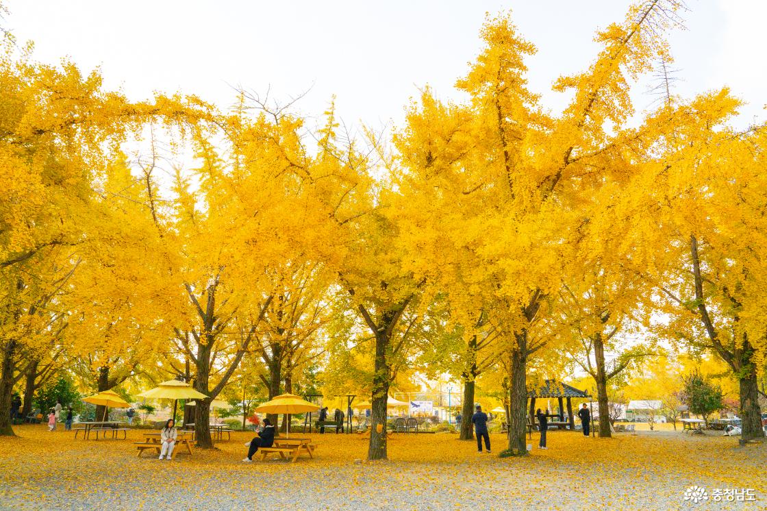 보령 청라은행마을 가을의 전설 시작