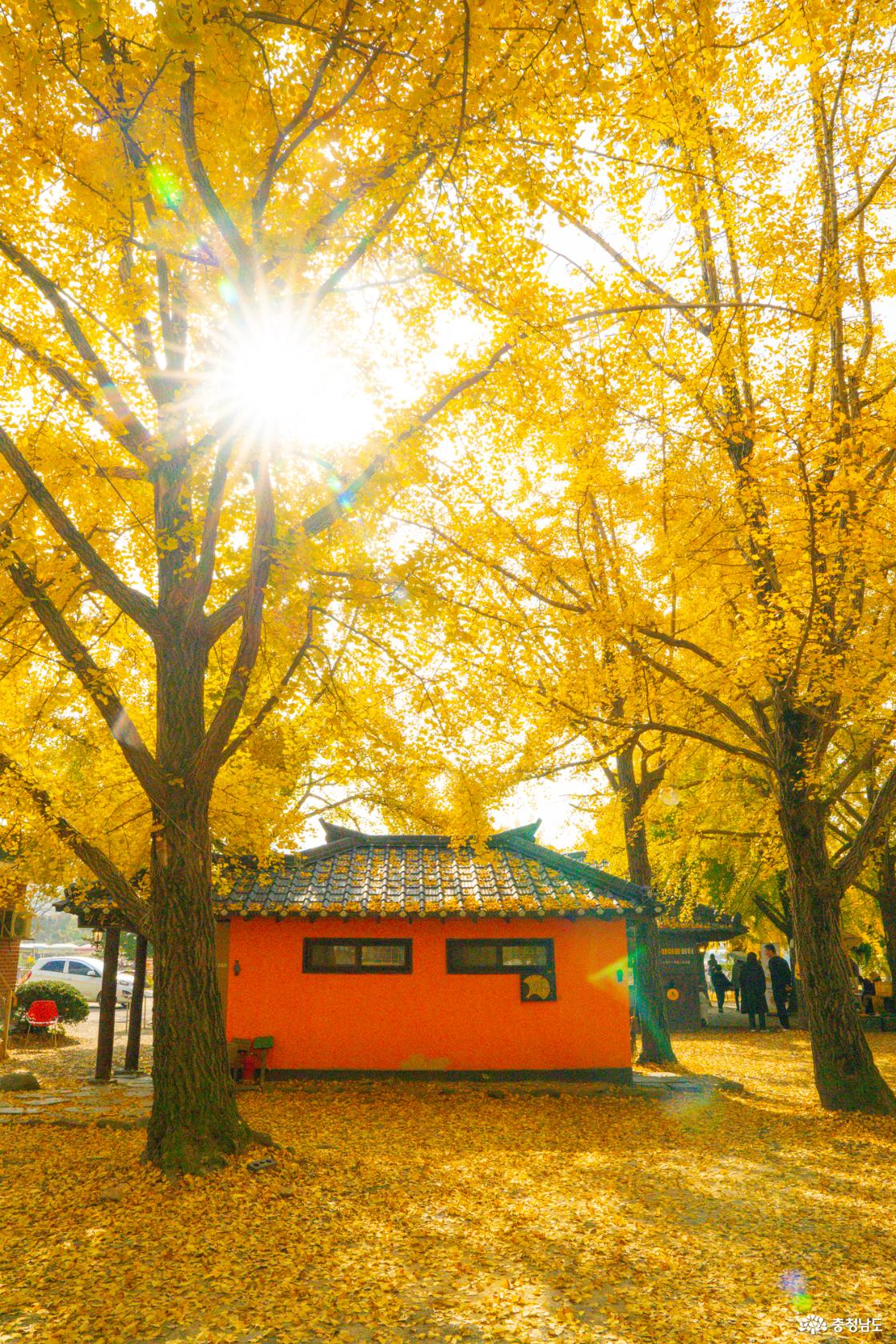 보령 청라은행마을 가을의 전설 시작