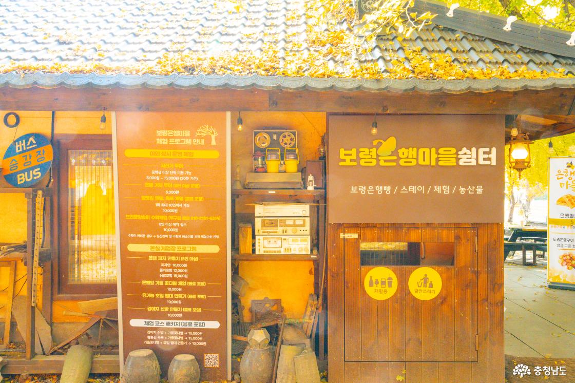 보령 청라은행마을 가을의 전설 시작