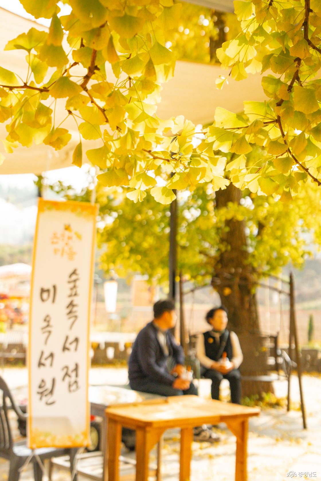 보령 청라은행마을 가을의 전설 시작