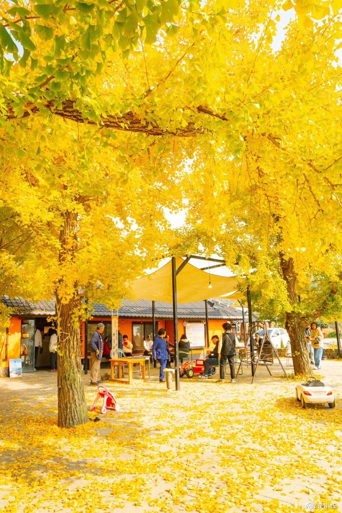 보령 청라은행마을 가을의 전설 시작