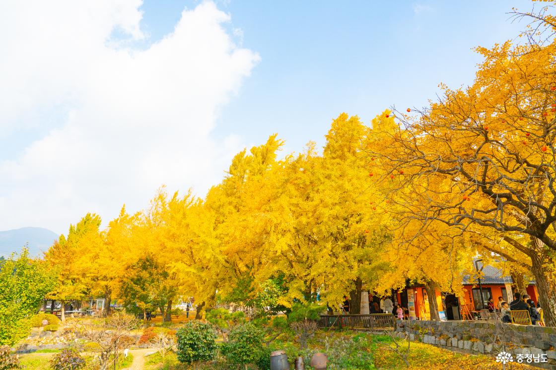 보령 청라은행마을 가을의 전설 시작