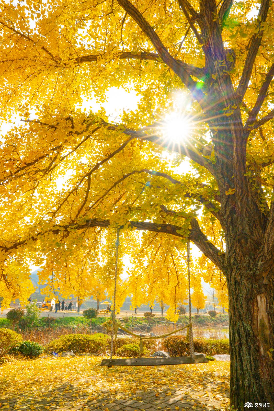 보령 청라은행마을 가을의 전설 시작