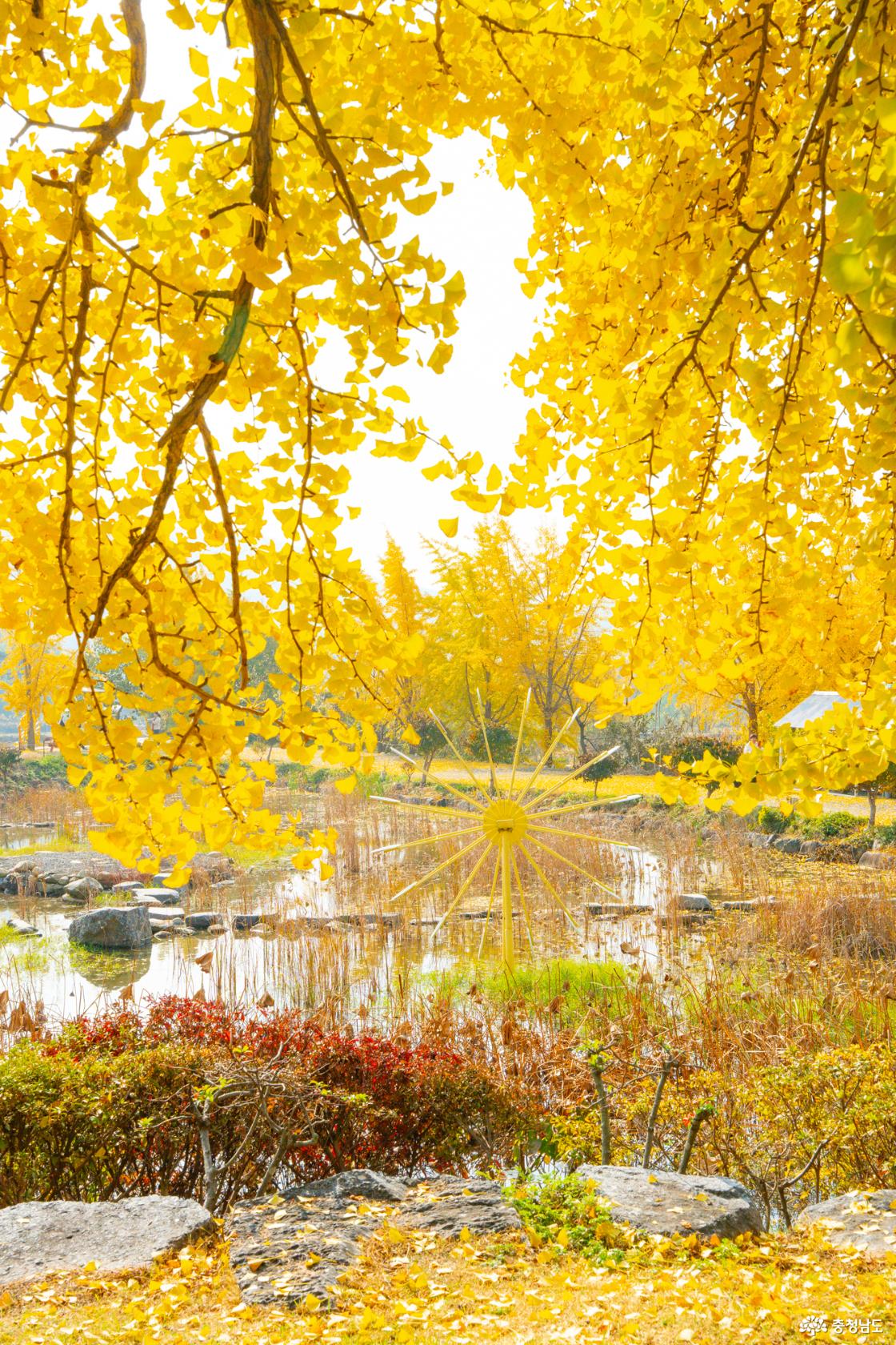 보령 청라은행마을 가을의 전설 시작