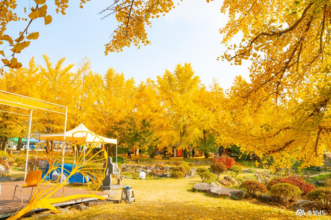 보령 청라은행마을 가을의 전설 시작