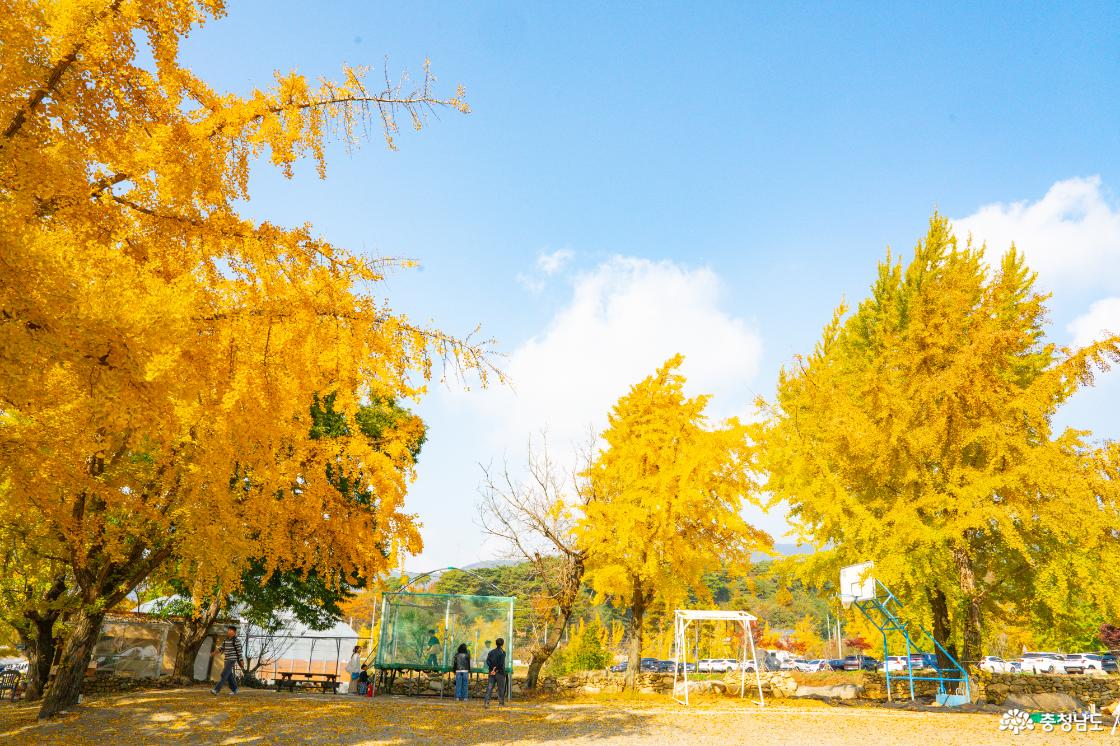 보령 청라은행마을 가을의 전설 시작