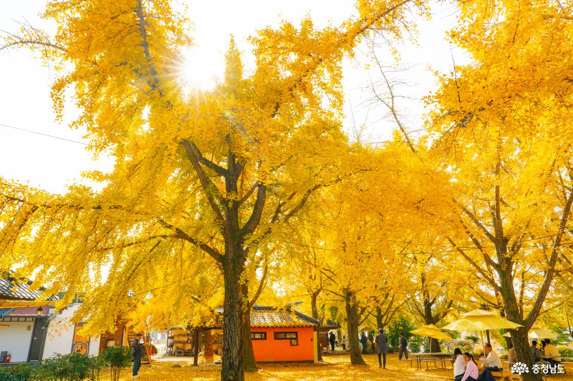 보령 청라은행마을 가을의 전설 시작