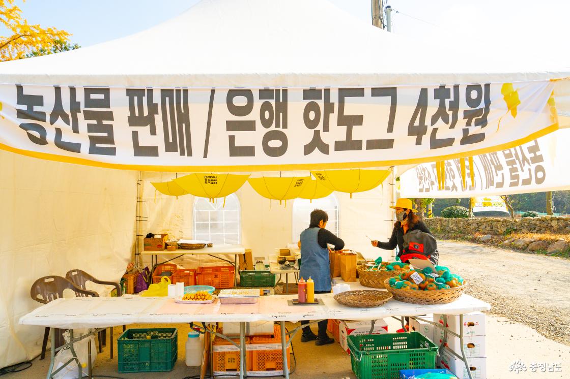 보령 청라은행마을 가을의 전설 시작