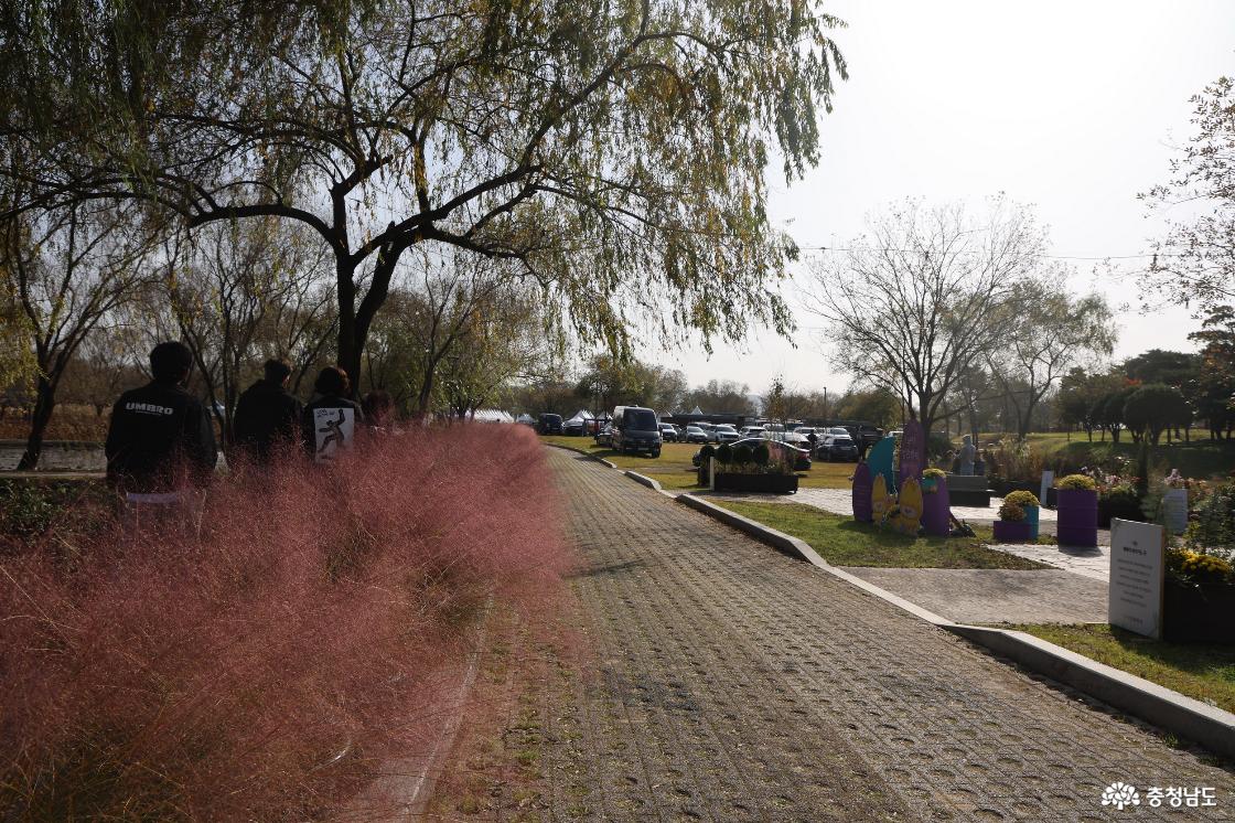 여름 연꽃으로 채워졌던 궁남지 가을 국화로 채워졌어요. 