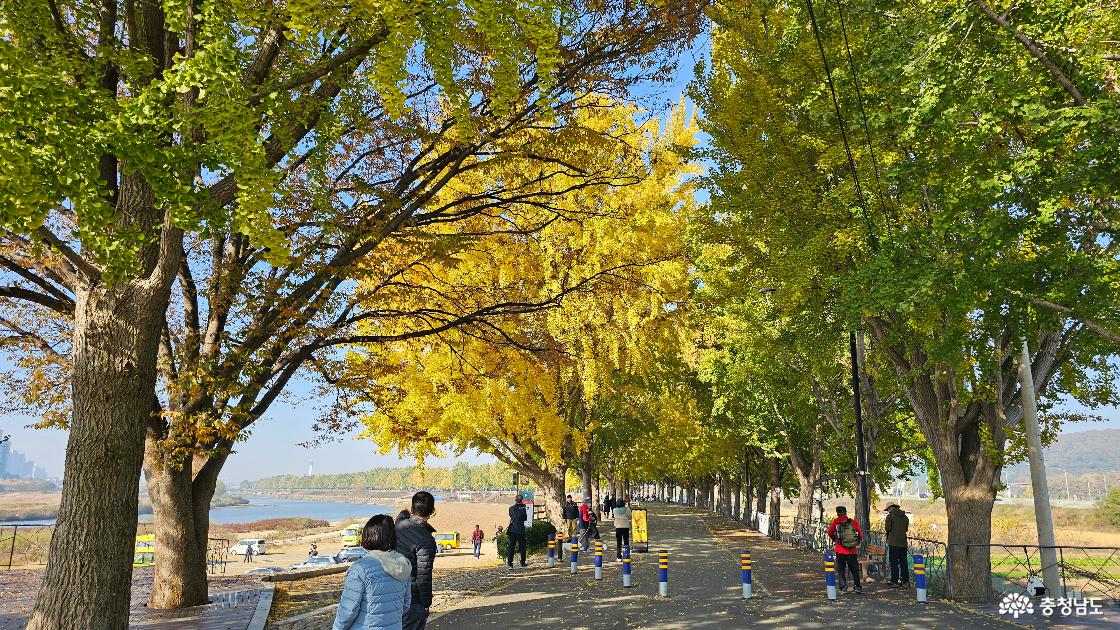 <단풍으로 황홀하고 신비로운 가을에 국교천의 은행나무 길과 억새와 갈대 밭 사이를 걸으면...행복한 하루~~>