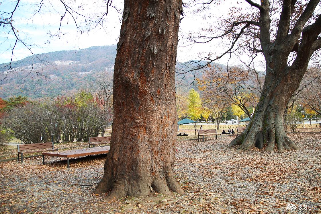 (계룡 여행) 가을 나들이 나가기 좋은 계룡 괴목정