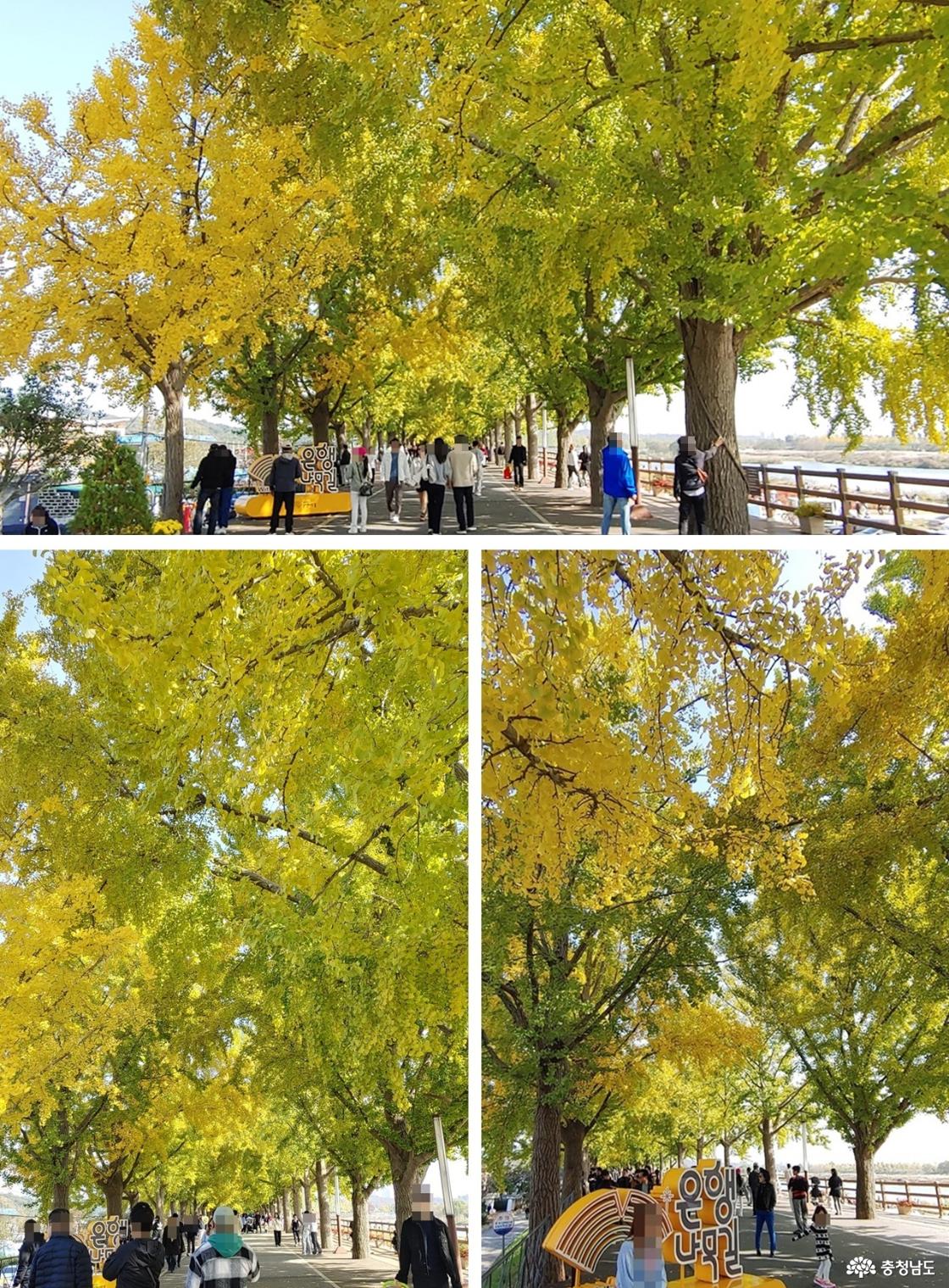 11월 9일 아산 곡교천 은행나무 길