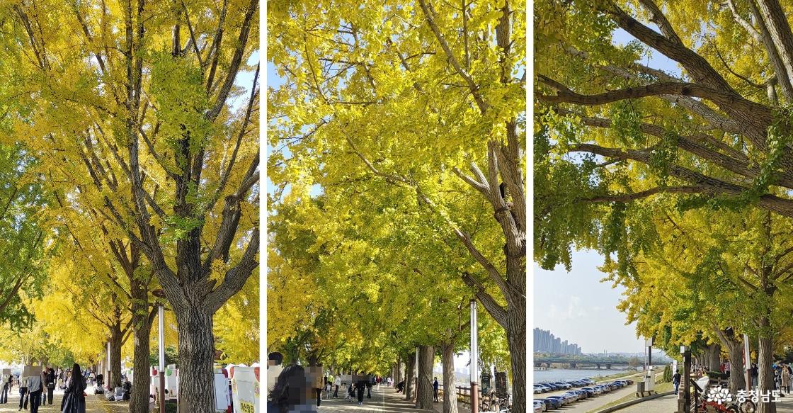 황금빛으로 물들어가는 은행나무들
