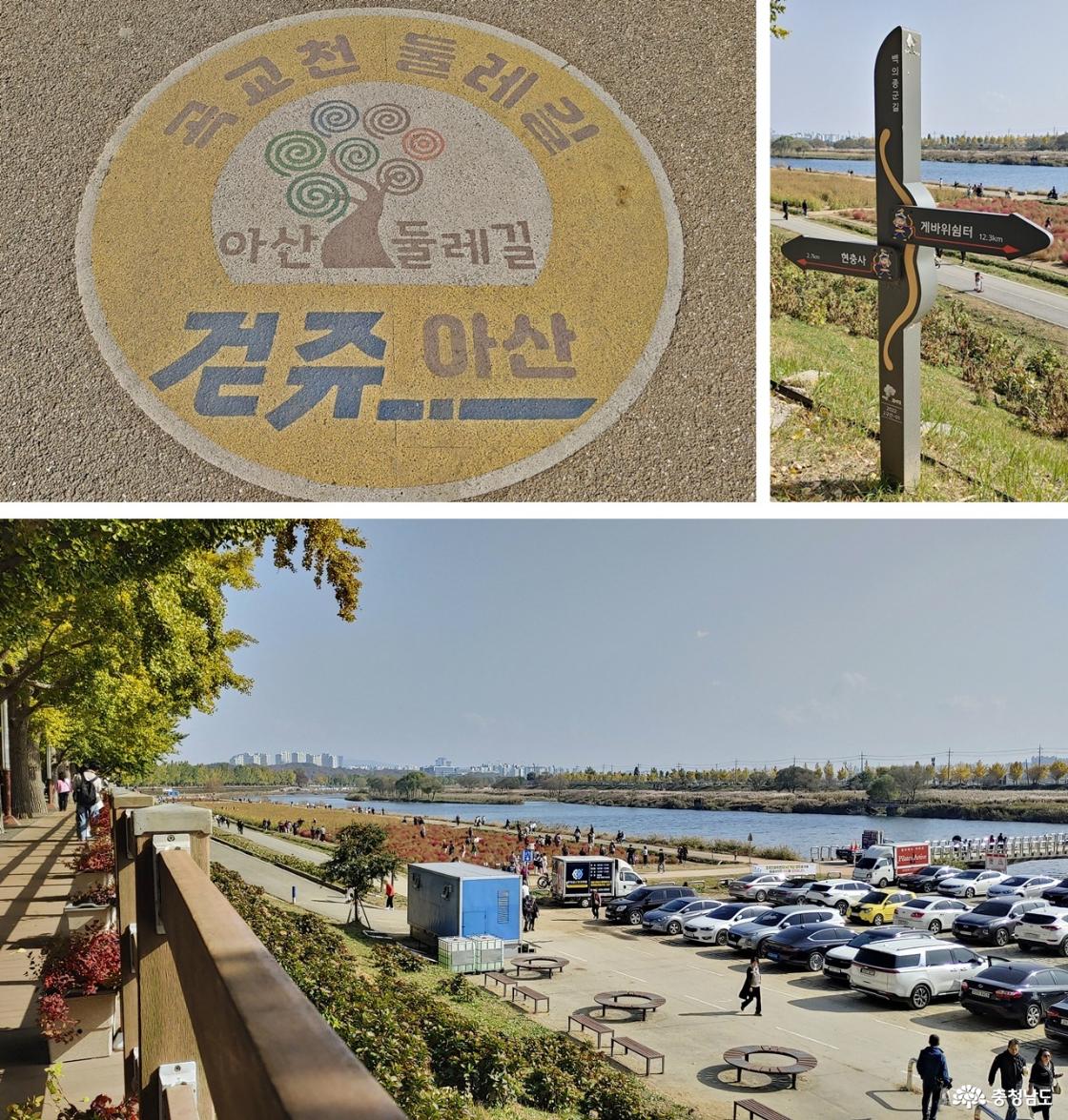 은행나무 길에서 내려다본 곡교천 둔치