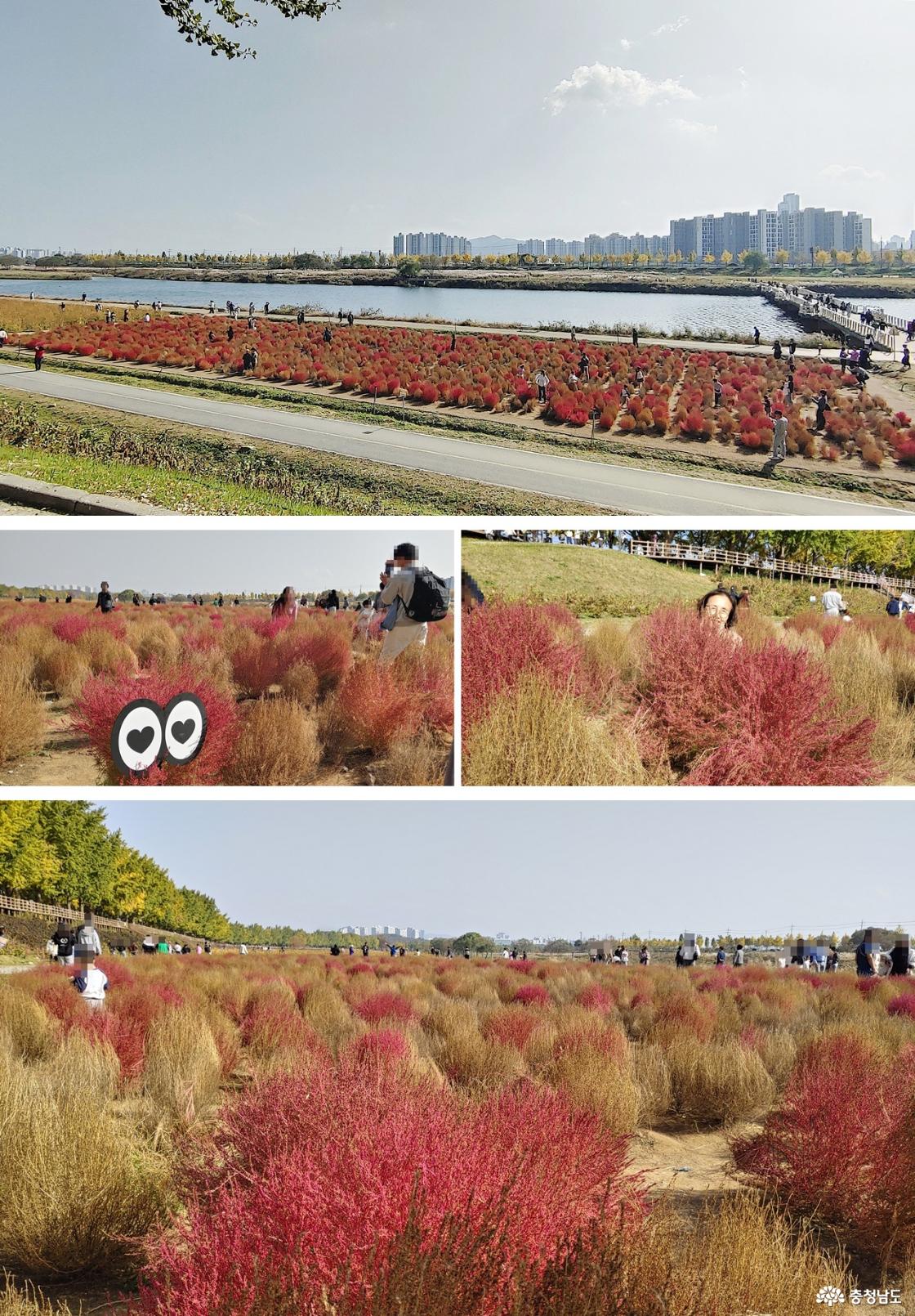 댑싸리 군락에서 사진 찍기에 여념 없는 사람들