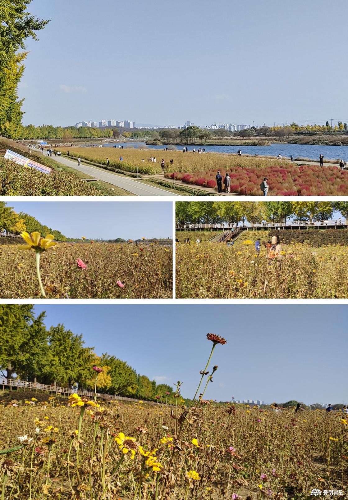은행나무 길 곡교천 둔치에 조성된 백일홍과 코스모스 군락