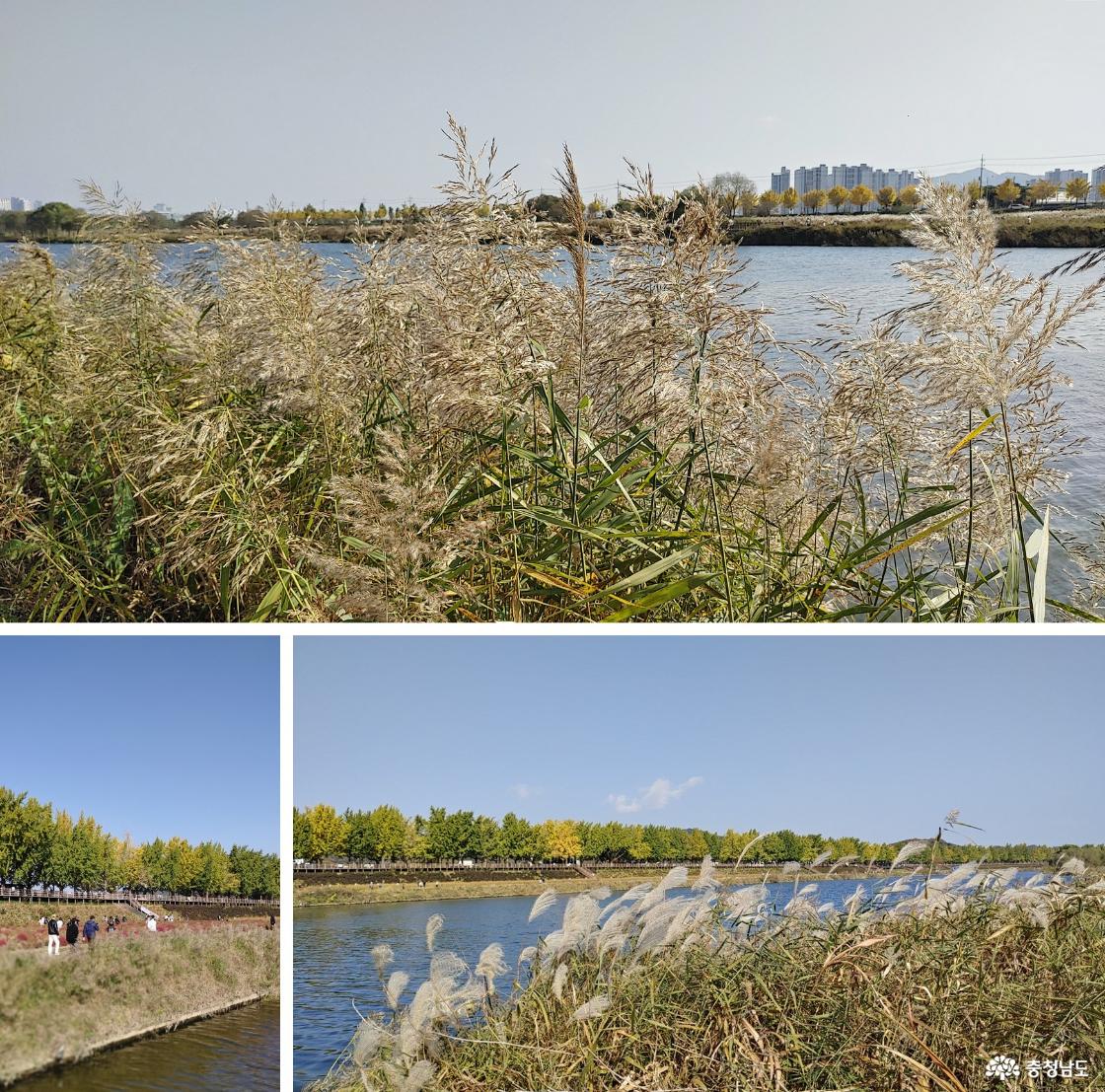 갈대 무리 / 곡교천을 건너면서 바라본 은행나무 길 / 물 억새 무리