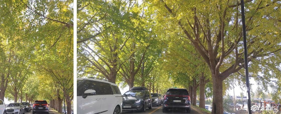 2차선 은행나무 길 자동차 도로.