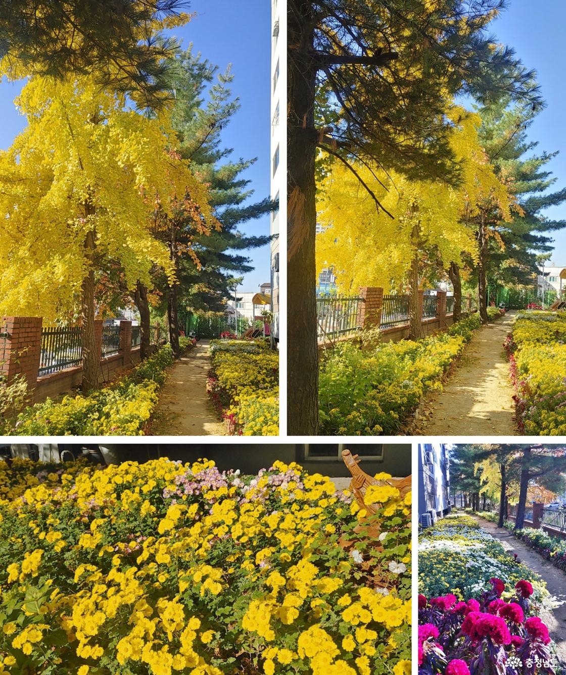 아파트 단지 내 황금빛 은행나무와 노란 국화, 붉은 맨드라미