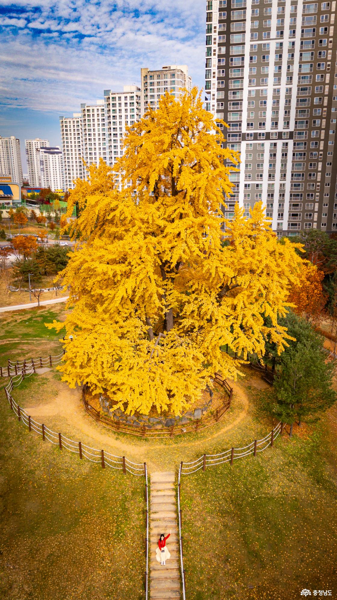 천안의 숨겨진 은행명소 불당동 아름드리공원 은행나무