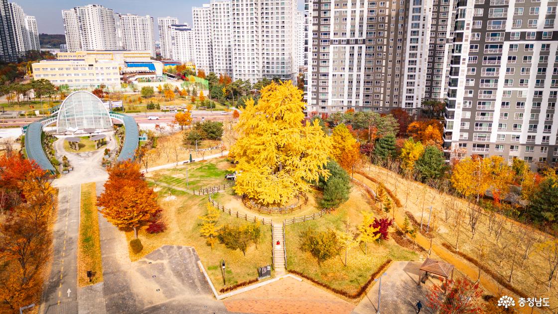 천안의 숨겨진 은행명소 불당동 아름드리공원 은행나무