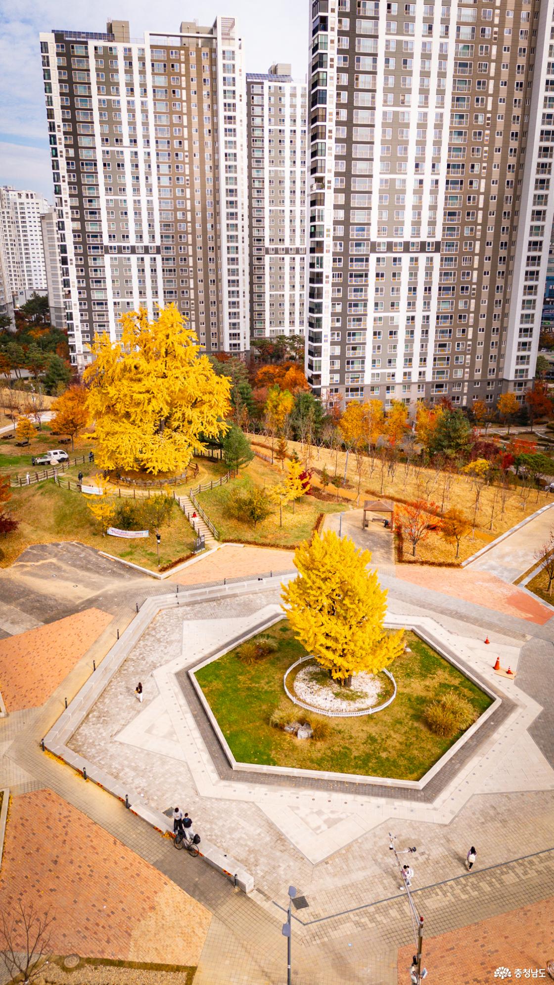 천안의 숨겨진 은행명소 불당동 아름드리공원 은행나무