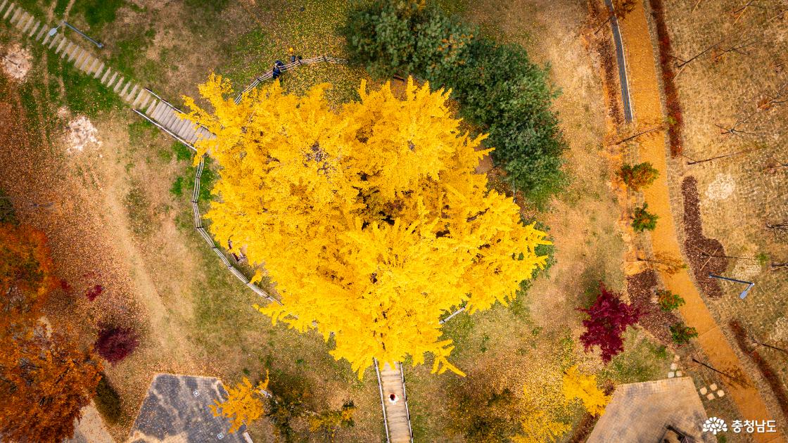 천안의 숨겨진 은행명소 불당동 아름드리공원 은행나무