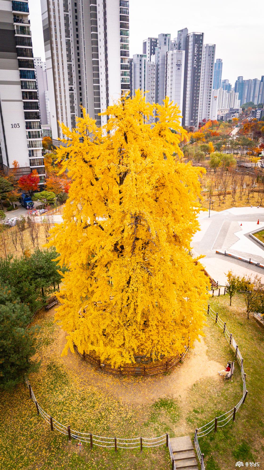 천안의 숨겨진 은행명소 불당동 아름드리공원 은행나무