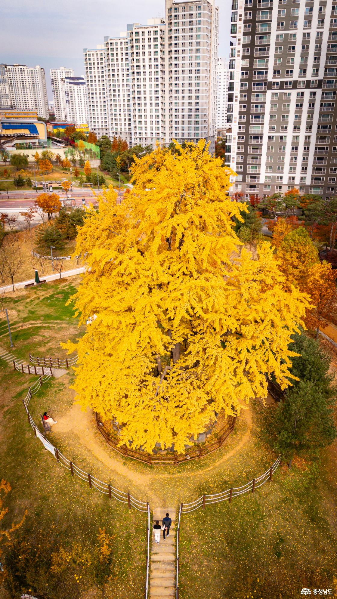 천안의 숨겨진 은행명소 불당동 아름드리공원 은행나무