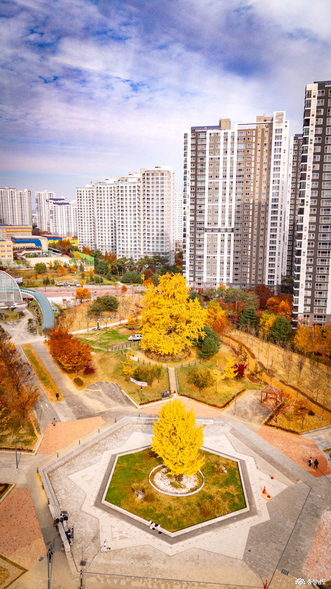 천안의 숨겨진 은행명소 불당동 아름드리공원 은행나무