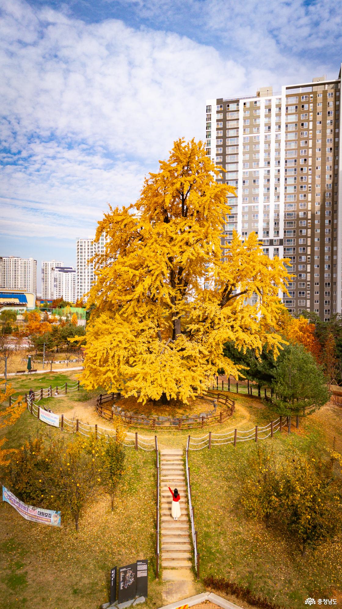 천안의 숨겨진 은행명소 불당동 아름드리공원 은행나무