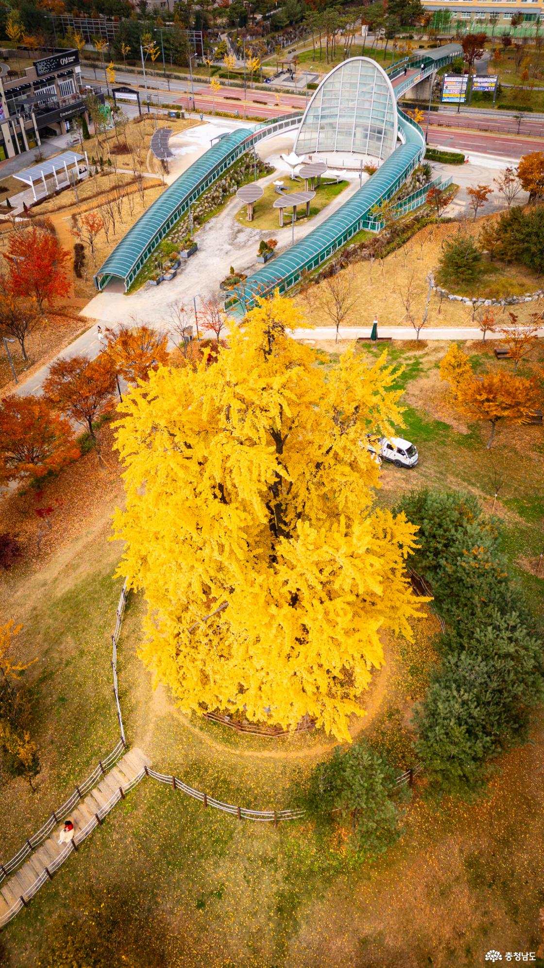 천안의 숨겨진 은행명소 불당동 아름드리공원 은행나무