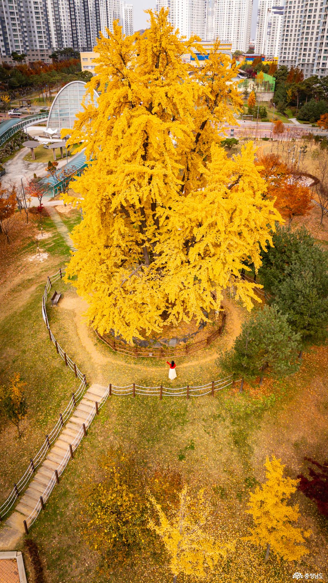 천안의 숨겨진 은행명소 불당동 아름드리공원 은행나무