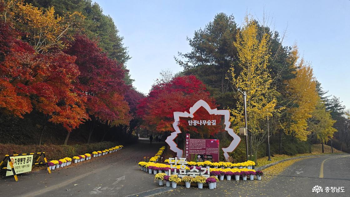 독립기념관 단풍나무길 입구의 모습