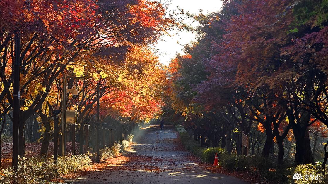 단풍나무길 초입에서 만나는 단풍