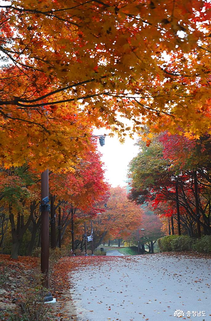 예쁘게 물든 단풍나무의 모습
