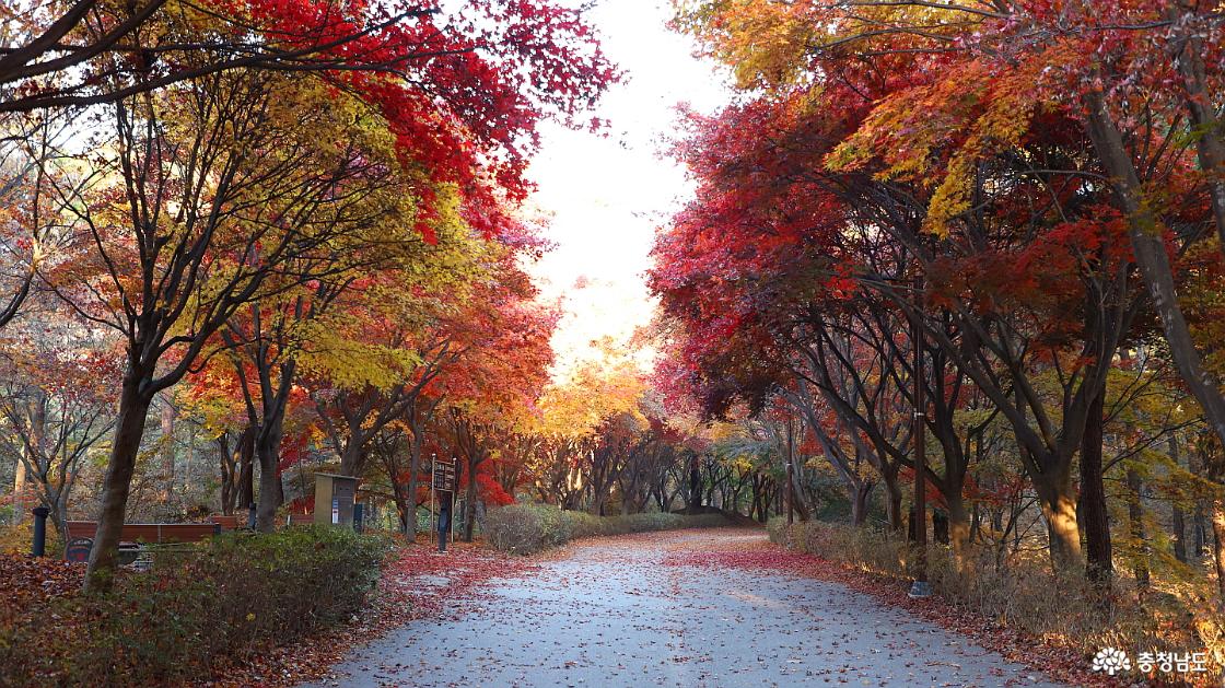 단풍은 붉은 색, 노란 색이 어우러져 무척 예쁘다.