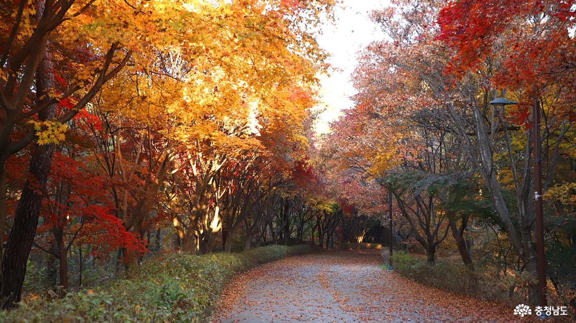 아침 햇살에 단풍의 색이 더욱 빛난다.