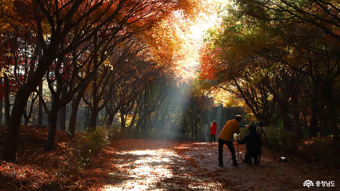 예븐 단풍으로 작품을 만들려고 애쓰는 사진 작가들도 많이 눈에 띈다.